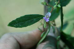 Impatiens mysorensis